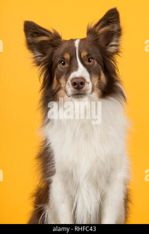 Portrait von Miniatur amerikanischen Schäferhund auf gelbem Hintergrund Stockfoto
