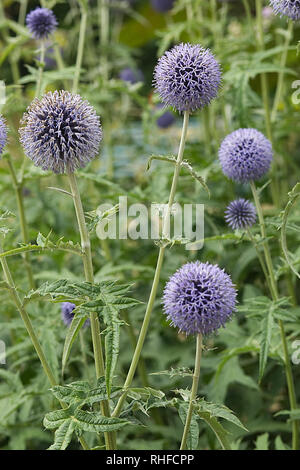 Echinops ritro veitchs Blue, Globus thistle Blumen Stockfoto