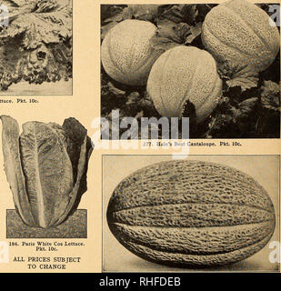 . Bolgiano in Capitol City Samen für 1946. Baumschulen (Gartenbau) Kataloge, Leuchtmittel (Pflanzen) Kataloge Kataloge; Gemüse; Garten Werkzeuge Kataloge; Samen Kataloge. 131. Frühen weißen Wien KoUrabi. Pkt. 10 c. 184. Paris weiß Römischer Salat Pkt. 10 C. Alle Preise VORBEHALTLICH 295 ändern. Long John kantalupe. Pkt. lOc.. Bitte beachten Sie, dass diese Bilder sind von der gescannten Seite Bilder, die digital für die Lesbarkeit verbessert haben mögen - Färbung und Aussehen dieser Abbildungen können nicht perfekt dem Original ähneln. extrahiert. F. W. Bolgiano&amp; Co; Henry G. Gilbert Baumschule und Saatgut Handel Ca Stockfoto