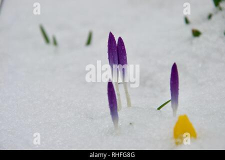 Schöne lila Krokusse Knospen (Stängel, Triebe) und helle gelbe Camas Blumen wachsen durch die eisige Frost und Schnee, lebhaft kontrastierender mit Th Stockfoto