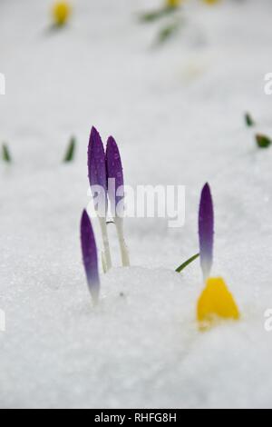 Schöne lila Krokusse Knospen (Stängel, Triebe) und helle gelbe Camas Blumen wachsen durch die eisige Frost und Schnee, lebhaft kontrastierender mit Th Stockfoto