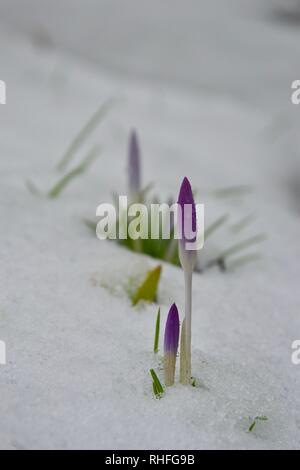 Atemberaubende, zart lila Blüten/stammt von winzigen crocus Blumen durch eine Schicht von Schnee und Frost, mit ähnlich kleine grüne Triebe in der backgrou Stockfoto