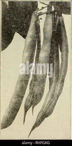 . Bolgiano in Capitol City Seeds: 1938. Baumschulen (Gartenbau) Kataloge, Leuchtmittel (Pflanzen) Kataloge Kataloge; Gemüse; Garten Werkzeuge Kataloge; Samen Kataloge Kataloge; Blumen; Geflügel Ausrüstungen und Zubehör Kataloge. F. W. BOLGIANO &Amp; Co., Inc., Washington, DC Parcel Post Preise siehe Seite 2 Bohnen - Grün Podded Bush Egal wie klein oder wie groß Ihr Garten, sie wollen sicher etwas Platz zu Bohnen zu widmen. Es gibt kaum eine Kultur, die Sie mehr für Ihre Zeit und Mühe zurückzahlen. Sie sind sehr gesund und nahrhaft. Bohnen sind kräftige Züchter und reichlich Produzenten. Pflanzen der gr Stockfoto