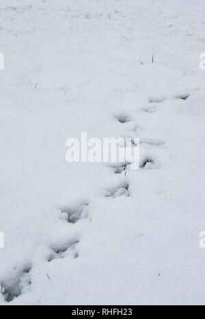 Tierspuren im Schnee - Fasan/Vogel zu Fuß in Richtung Kamera, Perspektive, der die Richtung. Grünen Grashalmen durchzugehen, Schnee. Stockfoto