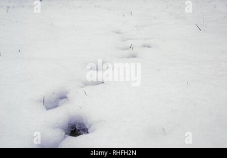 Tierspuren im Schnee - Fasan/Vogel zu Fuß in Richtung Kamera, Perspektive, der die Richtung. Grünen Grashalmen durchzugehen, Schnee. Stockfoto