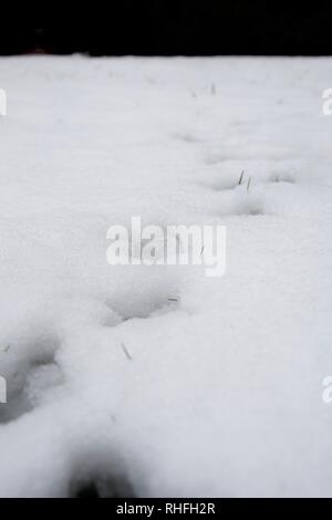 Tierspuren im Schnee - Fasan/Vogel zu Fuß in Richtung Kamera, Perspektive, der die Richtung. Grünen Grashalmen durchzugehen, Schnee. Stockfoto