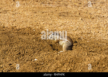 Gopher Namibia Wüste Spitzkoppe outdoor Stockfoto