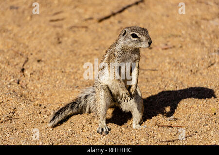 Gopher stehend auf dem Boden in der Wüste Namib, Namibia outdoor Stockfoto