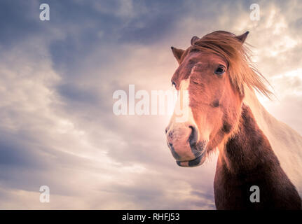 Porträt einer wunderschönen Islandpferde, orgeous Tier im Winter im Freien, Ökotourismus, Schönheit der isländischen Fauna - Imagen Stockfoto