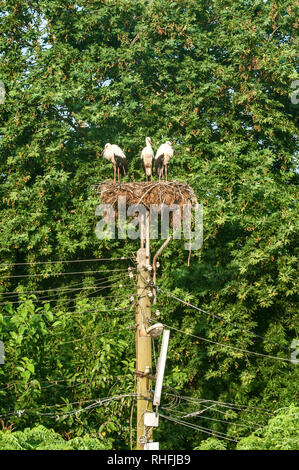 Familie von drei Weißstörche auf ihre hohe Nest closeup auf der Oberseite des elektrischen Säule auf Baum Blätter Hintergrund Stockfoto