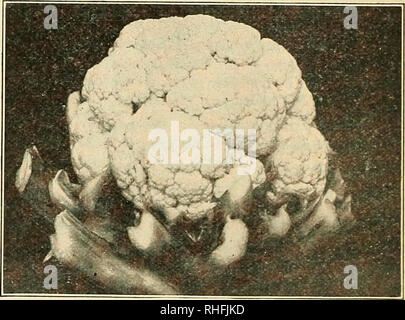 . Bolgiano in Capitol City Seeds: 1924. Baumschulen (Gartenbau) Kataloge, Leuchtmittel (Pflanzen) Kataloge Kataloge; Gemüse; Garten Werkzeuge Kataloge; Samen Kataloge. Das 20. Jahrhundert Blumenkohl 3. Das 20. Jahrhundert. Wo andere Blumenkohl ausfällt, Gärtner sollen diese Sorte versuchen. Die Köpfe sind alle groß, und jede Anlage wird einen Kopf machen, wenn die Rahmenbedingungen stimmen. In Long Island, N.Y., diese Belastung hat die besten Zufriedenheit gegeben. Die Köpfe sind groß, kompakt und weiß, mit einem Quadratmetergewicht von mehr als jede andere Art. Die äußeren Blätter sind kleiner als jede andere Sorte; aus diesem Grund kann es sein, Stockfoto