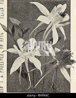 . Bolgiano von Baltimore garten Guide 1929. Samen Maryland Baltimore Kataloge; Gemüse Maryland Baltimore Kataloge; Baumschulen (Gartenbau) Maryland Baltimore Kataloge; Blumen Samen Kataloge; Gartengeräte und Zubehör Kataloge. Winterharte Staude und Biennale Blumensamen, außer, dass sie nicht die erste Saison tun. Stauden und Biennalen sind genauso einfach wie der einjährigen Pflanzen zu erhöhen. Es ist nicht nur die Ex-Trem interessant für die kleinen Sämlinge zu kümmern und sie zu robusten blühenden Pflanzen bringen, aber es ist sehr viel billiger als die Pflanzen zu kaufen und man kann viel mehr und in der Regel feiner Pflanzen haben. Stockfoto