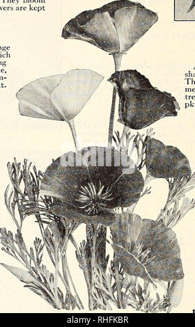 . Bolgiano von Baltimore garten Guide 1929. Samen Maryland Baltimore Kataloge; Gemüse Maryland Baltimore Kataloge; Baumschulen (Gartenbau) Maryland Baltimore Kataloge; Blumen Samen Kataloge; Gartengeräte und Zubehör Kataloge. . Bitte beachten Sie, dass diese Bilder sind von der gescannten Seite Bilder, die digital für die Lesbarkeit verbessert haben mögen - Färbung und Aussehen dieser Abbildungen können nicht perfekt dem Original ähneln. extrahiert. J. Bolgiano &Amp; Sohn; Henry G. Gilbert Baumschule und Saatgut Handel Katalog Kollektion. Baltimore, Md.: Bolgiano Stockfoto