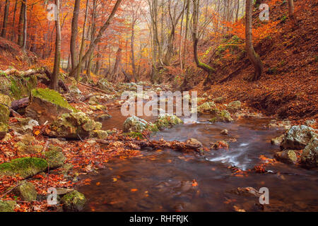 Seichten Fluss durch wunderschönen Wald fließt Stockfoto