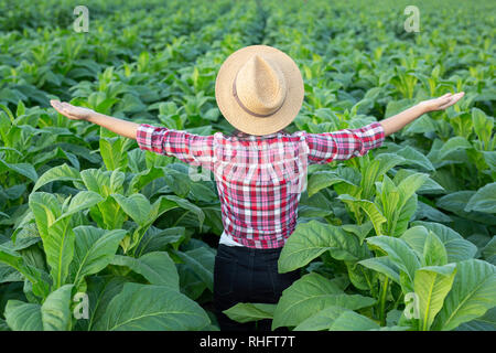 Landwirtschaft für eine fröhliche junge Frau in einem Tabak Plantage. Stockfoto