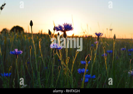 Kornblumen im Licht des Sonnenuntergangs Stockfoto