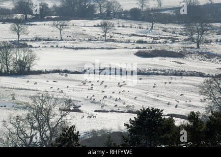 Der Blick vom Park entfernt im Shaftesbury gegenüber Blackmore Vale mit Schaf Fütterung in Felder nach Schnee und Frost. Shaftesbury, noch Stockfoto