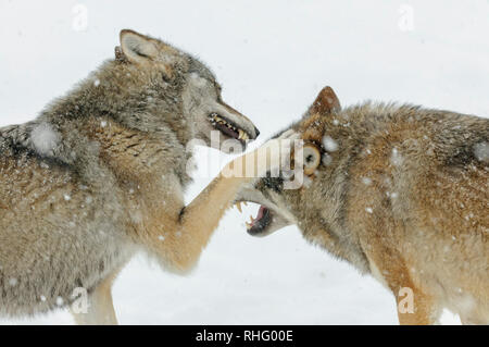 Zwei kämpfende Wölfe im Schnee Stockfoto