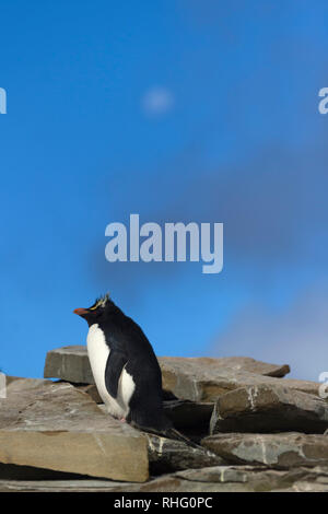 Rockhopper penguin eudyptes chrysocome steht auf Felsen mit Mond im Himmel Seelöwen island Falkland Inseln Stockfoto