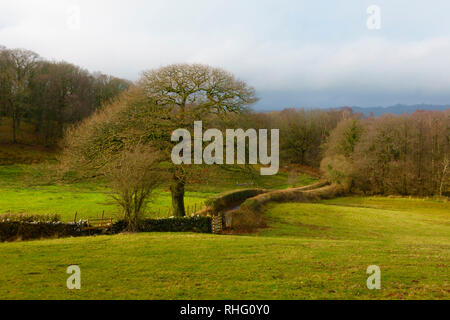 Landschaft in der Nähe von Ambleside im Spätherbst, Nationalpark Lake District, Cumbria Stockfoto