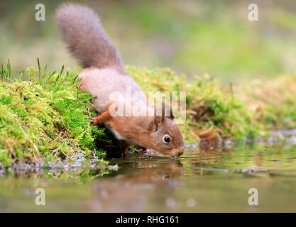 Red squirrel, Sciurus vulgaris, trinken aus einem Teich Stockfoto