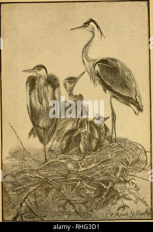 . Die Vögel von Essex: ein Beitrag zur Naturgeschichte des Landes. Vögel. Reiher und Nest. (Drminficm ein Fall in ihc Britischen Miisevm.). Bitte beachten Sie, dass diese Bilder sind von der gescannten Seite Bilder, die digital für die Lesbarkeit verbessert haben mögen - Färbung und Aussehen dieser Abbildungen können nicht perfekt dem Original ähneln. extrahiert. Christy, Miller, b. 1861. Chelmsford, E. Durrant &Amp; Co.; [etc. Usw.] Stockfoto