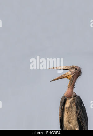 Porträt eines größeren Adjutant (Leptoptilos dubius), Guwahati, Assam, Indien, 2018 Stockfoto