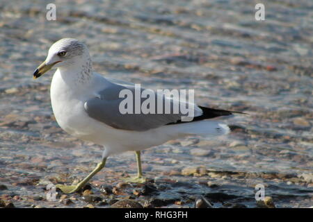 Vögel auf dem Colorado River Spazierengehen Stockfoto