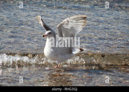 Vögel auf dem Colorado River Stockfoto