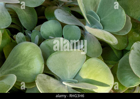 Saftige, Santa Fe, New Mexico Stockfoto