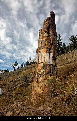 WY 03124-00 ... WYOMING - Der versteinerte Baum ist eine beliebte Attraktion im Yellowstone National Park. Stockfoto