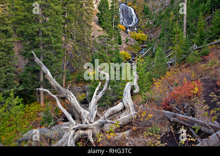 WY 03128-00 ... WYOMING - Alte, gebleicht, Rootball in der Nähe der Basis der Wraith fällt im Yellowstone National Park. Stockfoto