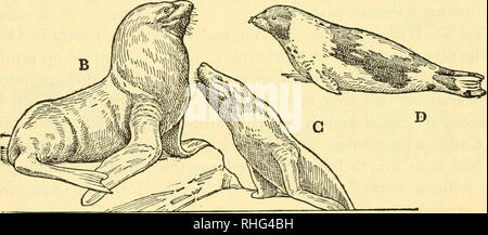 . Biologie der Wirbeltiere: eine vergleichende Studie des Menschen und seine tierischen Verbündeten. Wirbeltiere; Wirbeltiere -- Anatomie; Anatomie, Vergleichende. Abb. 60. Pinnipede Fleischfresser. A, pazifischen Walross, Odobenus obesus; B, männlich, und c, weiblich, von Steller Seelöwe, Eumetopias jubata; d, Grün - Land, Dichtung, Phoca Groenlandica. (Alle von Newman, der Stamm Chor-Daten, Copyright 1939, mit Genehmigung der Macmillan Company, Pub - Lishers. Nach Fuertes.) Ratten, Stachelschweine, Präriehunde und fieselschweif. Von einigen Behörden die Kaninchen und Hasen sind in einer separaten Bestellung aufgrund Ihrer extra paar Schneidezähne ein Stockfoto