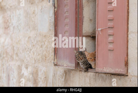 Süße Kätzchen versteckt sich hinter Fenster zu Kamera suchen Stockfoto