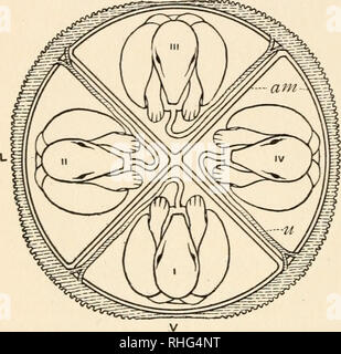 . Die Biologie der Zwillinge (Säugetiere). Zwillinge. 6 o die Biologie der Zwillinge der Blastozystenhöhle. Die geschrumpften Fruchtwasser Anschluss Kanäle und die gemeinsame Amnion sind recht zu dieser Zeit offensichtlich und in Stufen bestehen immer noch mehr als das. Der große Bereich am unteren Rand der Vesikel und erstreckt sich von der Plazenta zum Einige - ^ Was vegetarisches] hingewiesen - Tative Pole, behält seine Transparenz. Es sei darauf hingewiesen, dass ab diesem Zeitpunkt bis zu einem Zeitpunkt kurz vor der Geburt keine Änderungen auftreten, die besonders bedeutsam für eine Studie der Partnerschaften. Die ganze Vesikel wächst enorm, aber der Embryo und die amnia I Stockfoto
