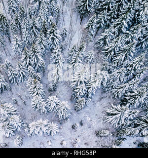 Berg Schnee bedeckten Kiefernwald, von oben nach unten Luftbild. Winterlandschaft. Stockfoto