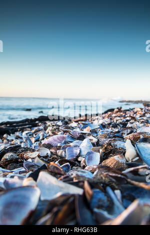 Abstrakte Nahaufnahme von Muscheln, die am Kap aufgespült wurden Stadtstrand Atlantischer Ozean Stockfoto