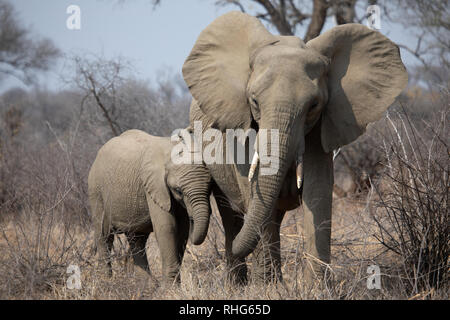 Mutter Afrikanischer Elefant (Loxodonta) mit Baby im Kurger Nationalpark, Südafrika Stockfoto