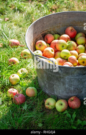 Geerntet und wusch die Äpfel im sonnigen Tag Stockfoto