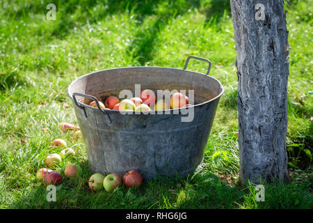 Geerntet und wusch die Äpfel im Garten Stockfoto
