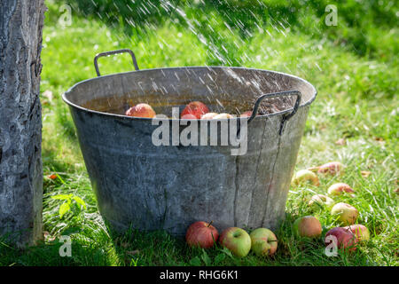 Geerntet und gewaschenen Äpfel in alte Metall Waschtrog Stockfoto