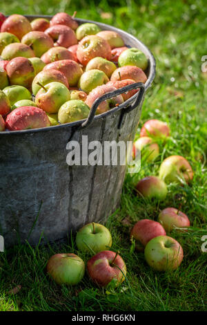 Geerntet und wusch die Äpfel im sonnigen Garten Stockfoto