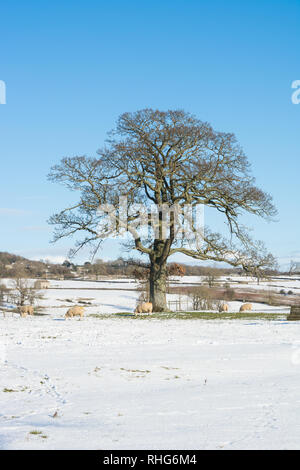 Schafe unter einer Eiche im Schnee Stockfoto