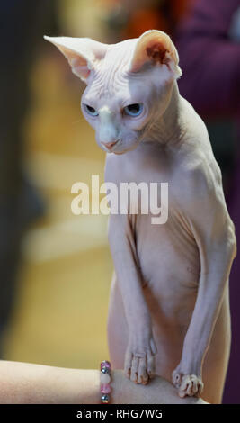 Sphynx-Katze, die auf dem Arm einer Person drinnen sitzt, mit faltiger Haut und weichem unscharfem Hintergrund. Stockfoto