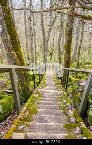 Treppe hinunter auf einem Wanderweg in den Wald Stockfoto