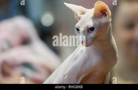 Sphynx-Katzenporträt mit blauen Augen und haarloser Haut, innen mit weichem, unscharfem Hintergrund fotografiert. Stockfoto