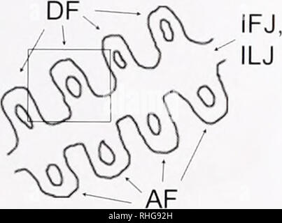 . Die biologische Bulletin. Biologie; Zoologie; Biologie; Meeresbiologie. GILL ANATOMIE IN DER THYASIRIDAE 205 FS. LFC H LC R%LFC LC R. J Hgure 2. Typ 1 gill Filamente ofAxinopsida serricata. (A) Diagramm der Querschnitt durch die Gill, mit einem quadratischen Framing die Lage und Ausrichtung der Abschnitt dargestellt in (b). AF, aufsteigende Filamente: DF. absteigend Filamente; IFJ. inter-filamentar interlamellar ILJ Kreuzungen und Einmündungen, Kreuzungen, (bl Licht Schliffbild einer halb-dünne, Kerne (N) von Zellen auf der Frontfläche (FS), laterofrontal cirri (LFC) und seitliche Zilien (LC), und Gil Stockfoto