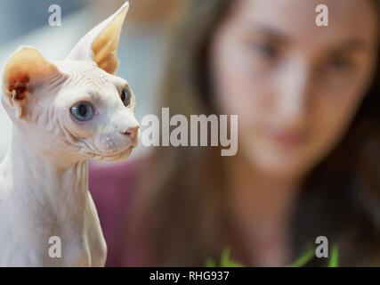 Sphynx-Katze in Nahaufnahme mit verschwommener Frau im Hintergrund, Haustierporträt mit geringer Schärfentiefe. Stockfoto