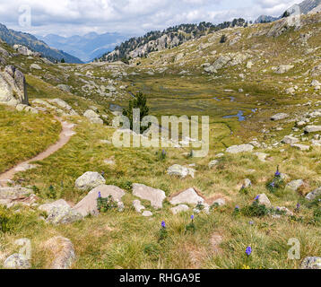 Schöne Landschaft mit Lupin Blumen in den katalanischen Pyrenäen Stockfoto