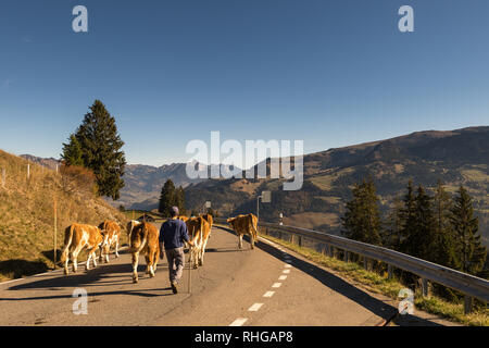 Jaunpass, Simmental, Berner Oberland, Alpen, Schweiz, Oktober 2018, Hirt bringt Rinderherde von der Weide im Herbst Stockfoto